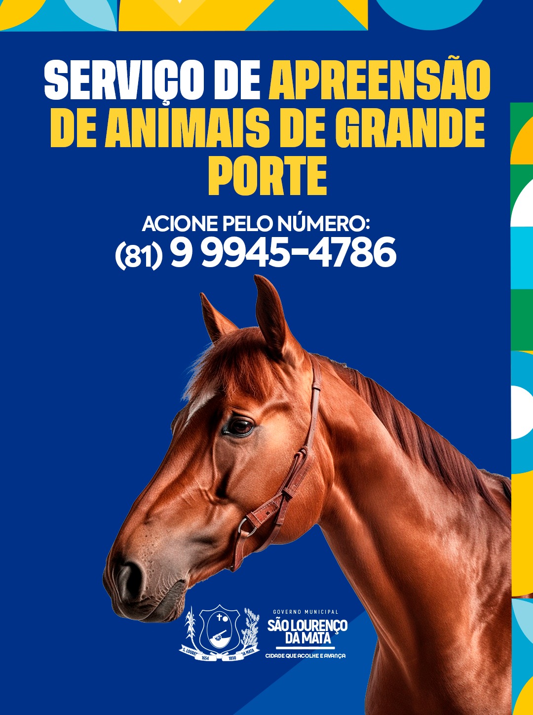 Serviço de Apreensão de Animal de Grande Porte!